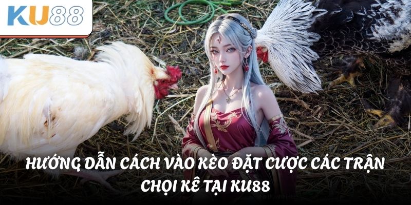 Hướng dẫn cách vào kèo đặt cược các trận chọi kê tại KU88
