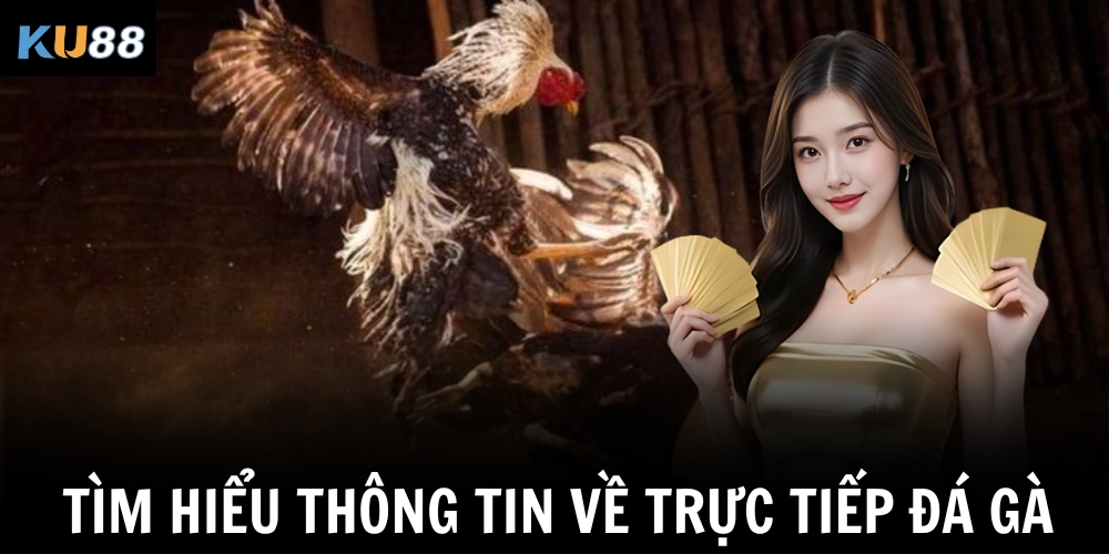 Xem Trực Tiếp Đá Gà Thomo: Trải Nghiệm Nóng, Hấp Dẫn Tại Ku88 1 Tìm hiểu thông tin về trực tiếp đá gà Thomo