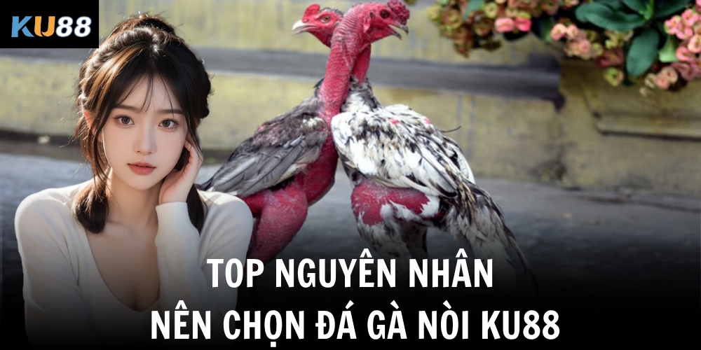 Đá Gà Nòi Ku88 - Kênh Phát Sóng Trực Tiếp Tại Châu Á 2 Top nguyên nhân nên chọn đá gà nòi Ku88